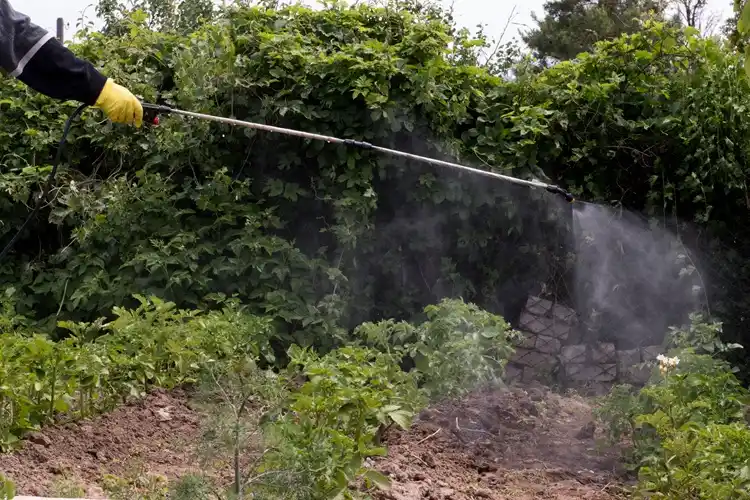 Insect Control